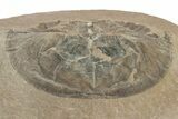 Rare, Carboniferous Horseshoe Crab (Euproops) - England #231956-1